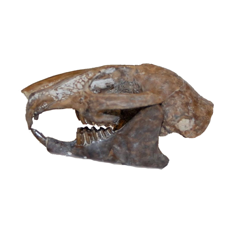 Rabbit Fossils – M&M Fossils