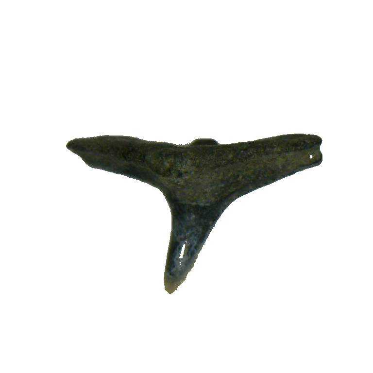 Squatina prima – M&M Fossils