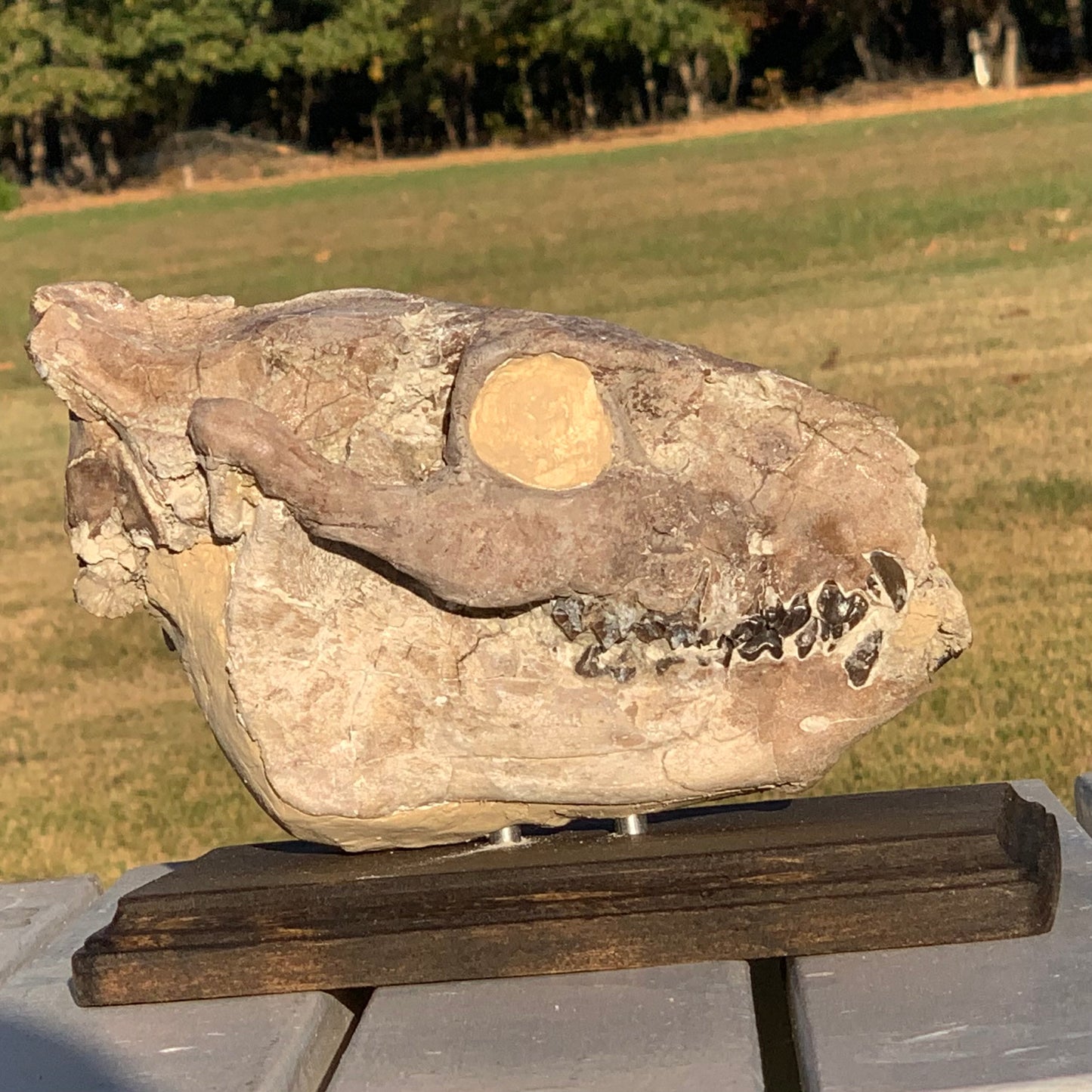 Chocolate Fossil Oreodont Skull, Merycoidodon culbertsoni, White River Badlands