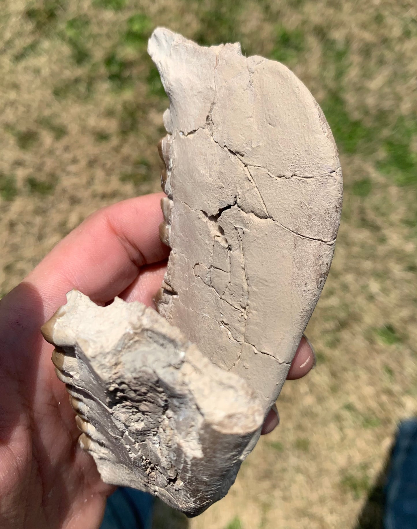 Large Fossil Lower Oreodont Jaw, Merycoidodon, White River Badlands