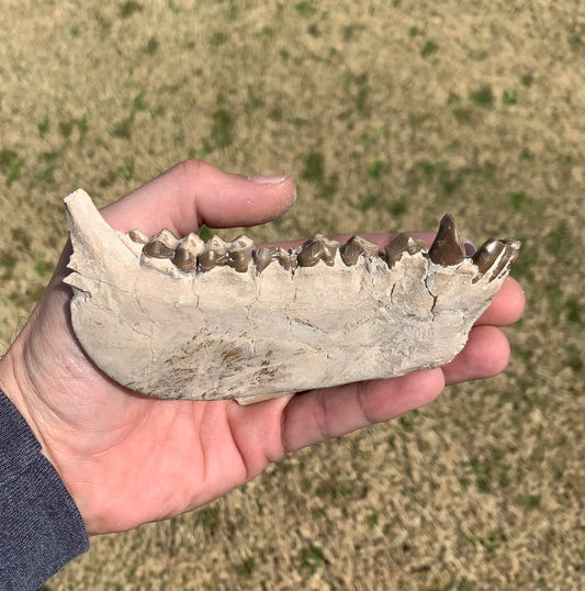 Large Fossil Lower Oreodont Jaw, Merycoidodon, White River Badlands