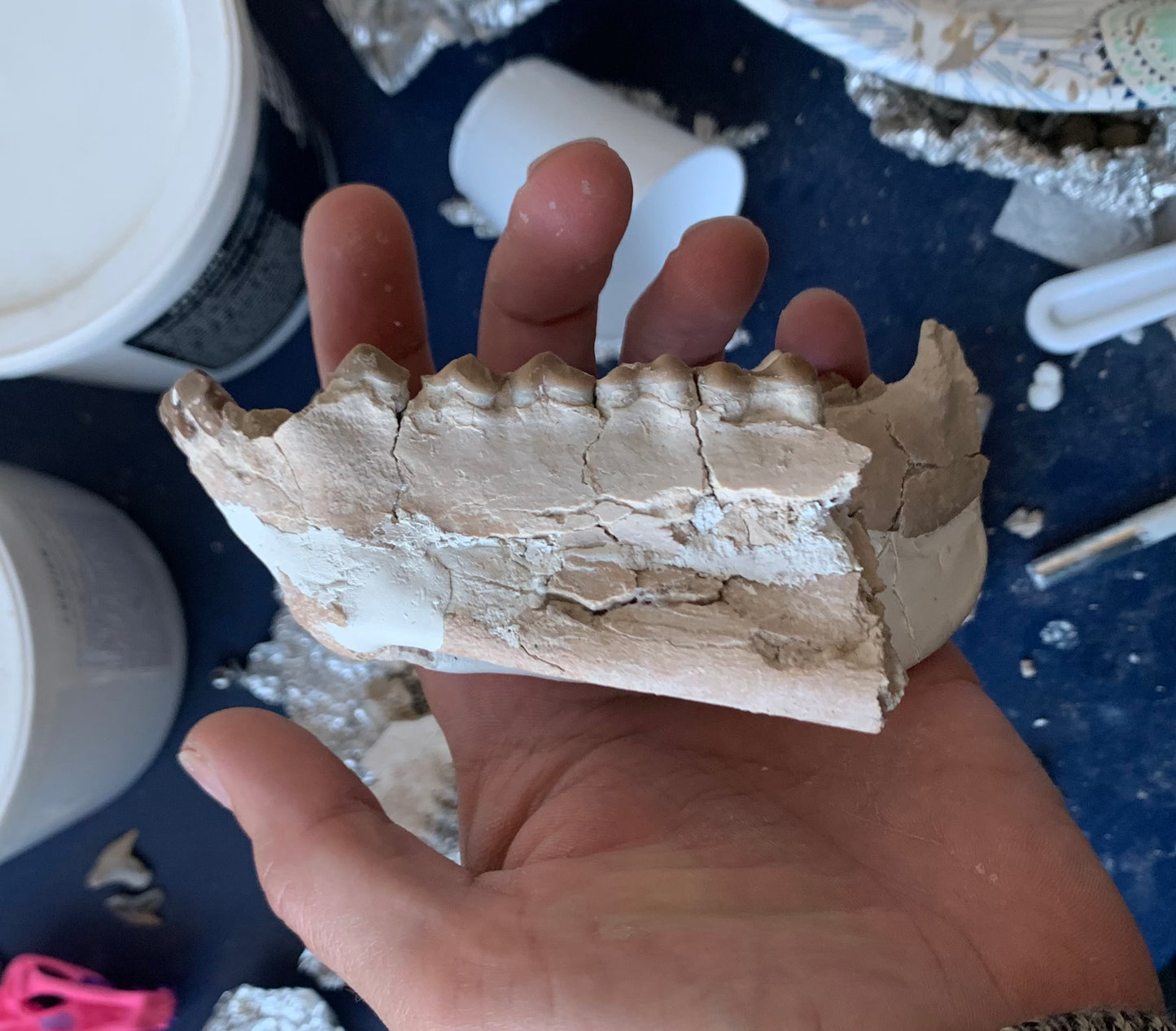 Large Fossil Lower Oreodont Jaw, Merycoidodon, White River Badlands