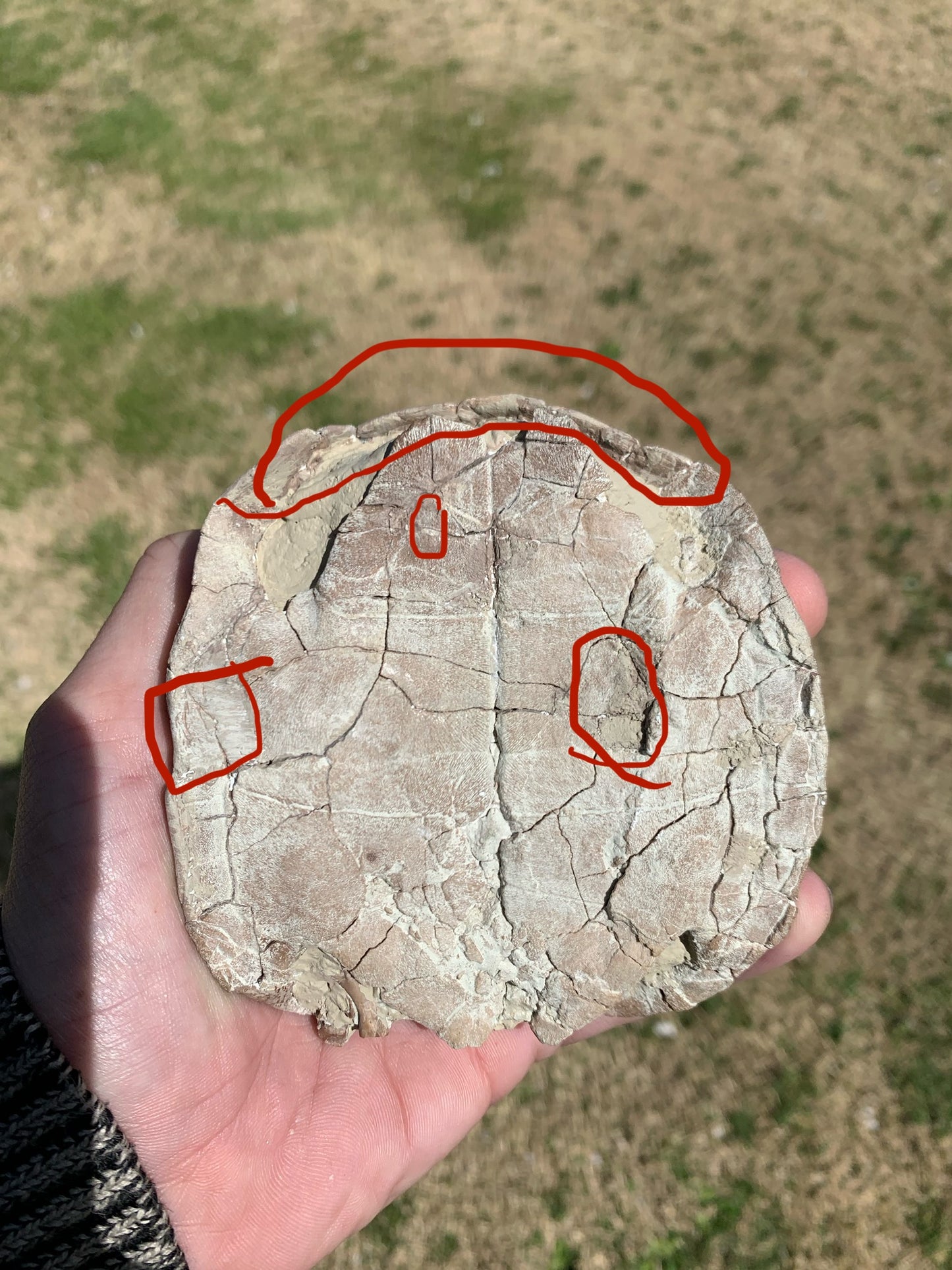 Stylemys Fossil Tortoise, Chadron Formation