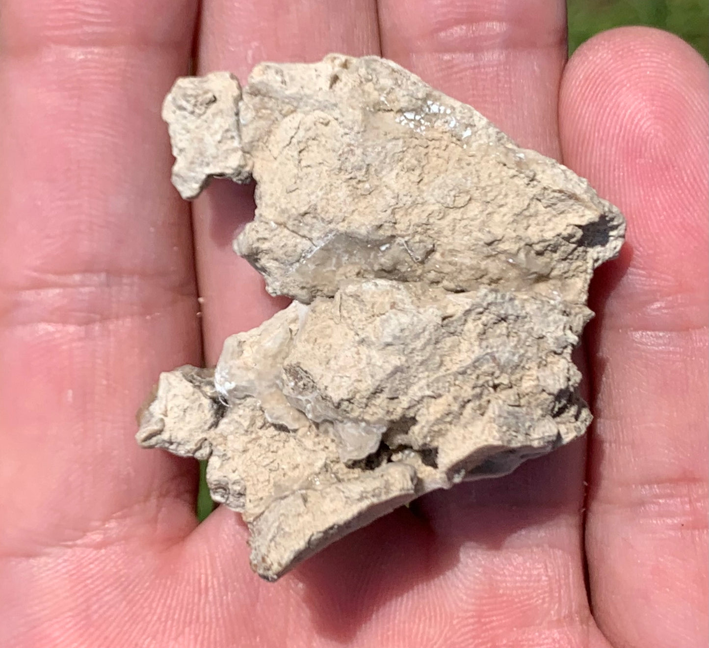Fossil deer, leptomeryx, upper palate and partial lower jaw