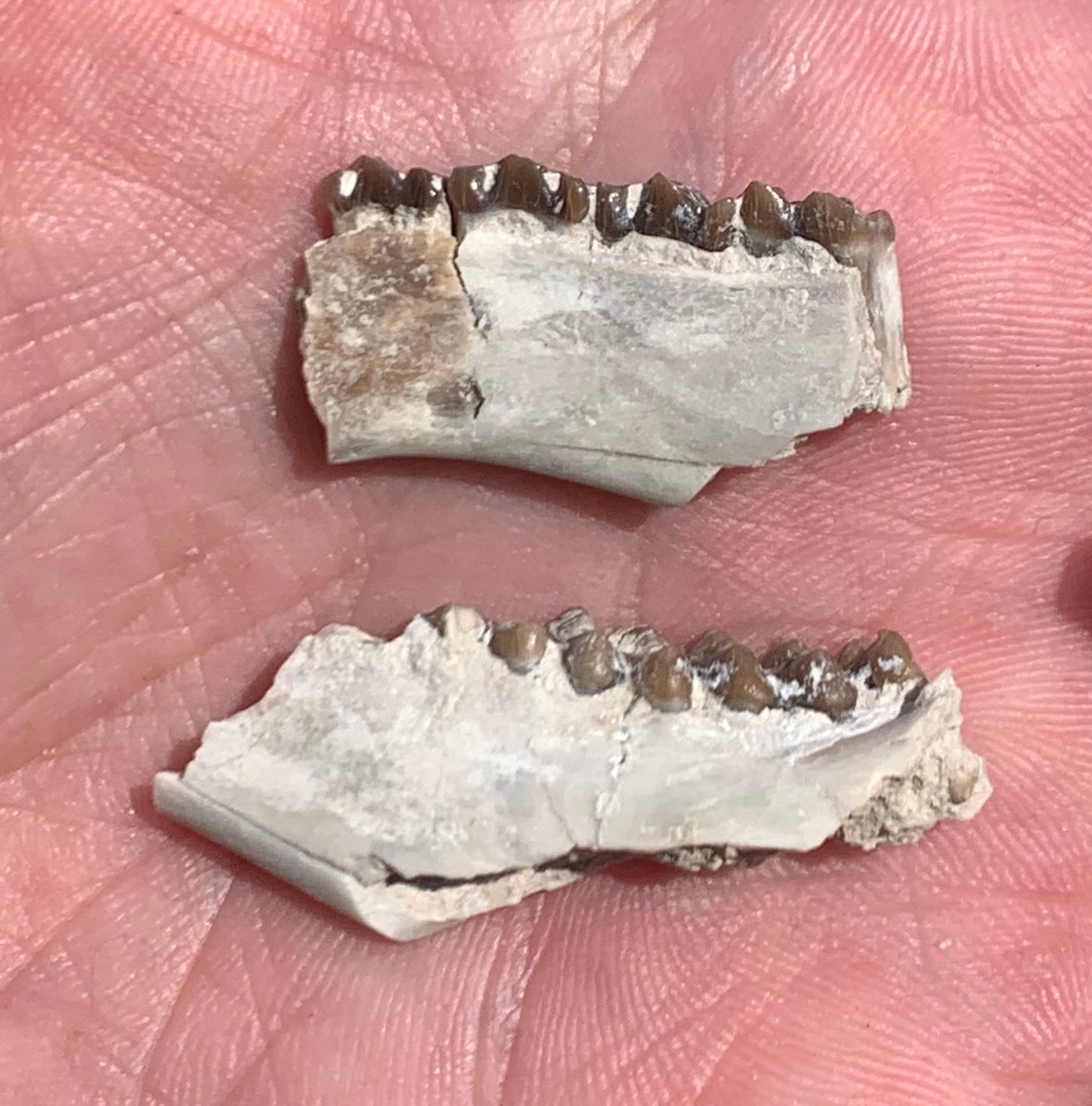 Fossil deer, leptomeryx, upper palate and partial lower jaw