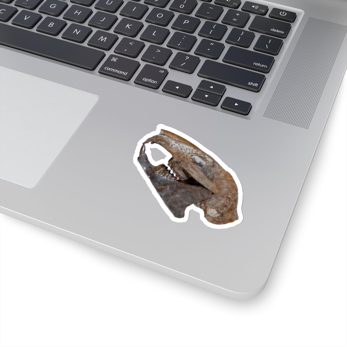 Paleolagus haydeni - Fossil Rabbit Skull Sticker