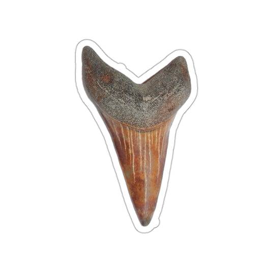 Carcharodon hastalis - Red Fossil Shark Tooth Sticker