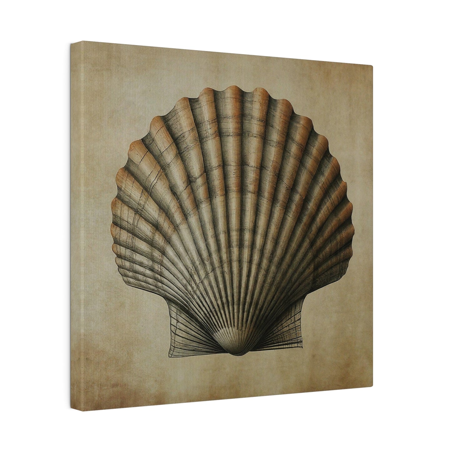 Pectin Seashell Canvas Print Wall Art Décor, Beach Décor