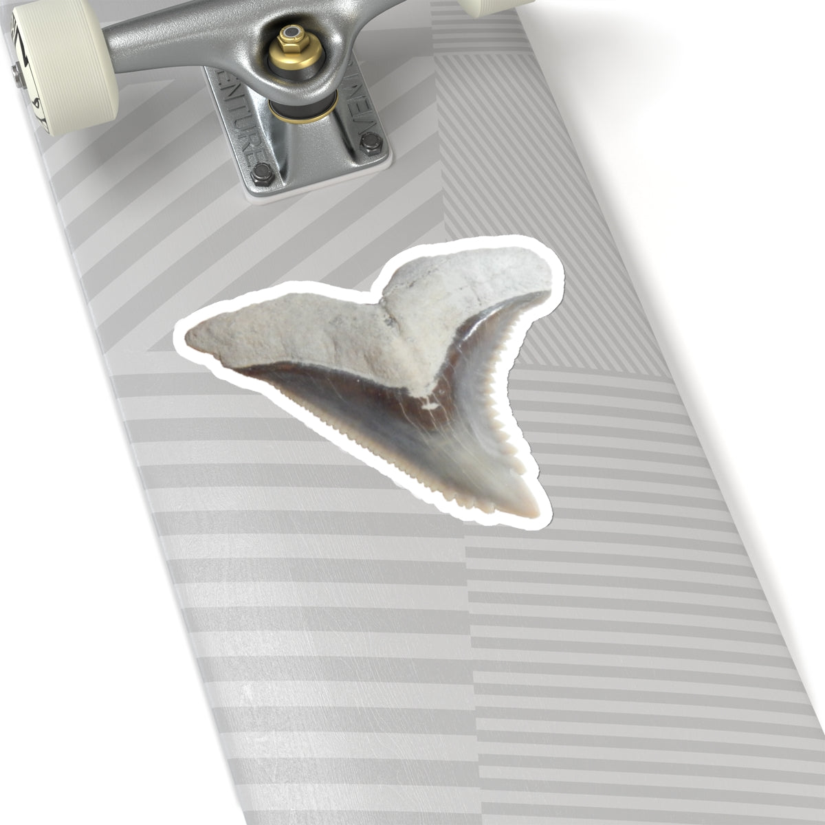 Hemipristis serra - Fossil Shark Tooth Sticker