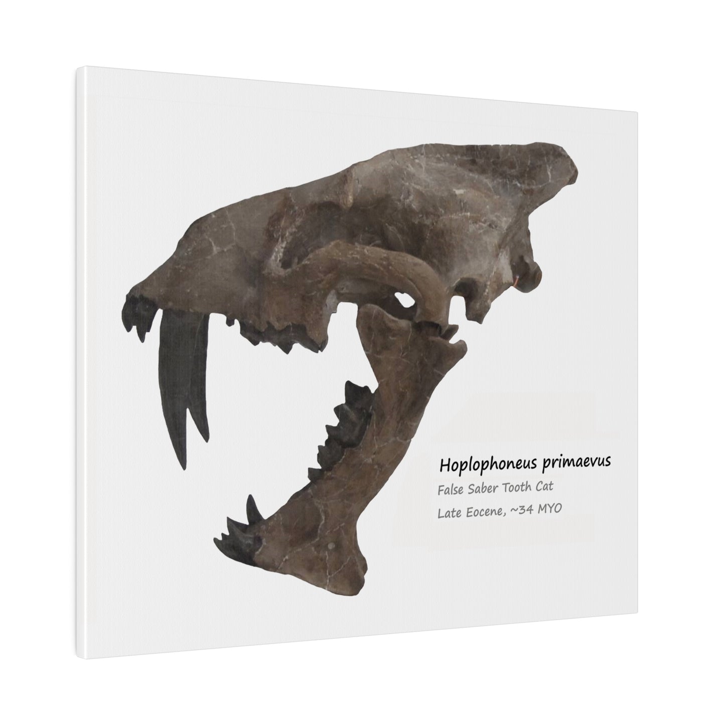 Hoplophoneus Primaevus Saber Cat  Canvas Print Wall Art Décor