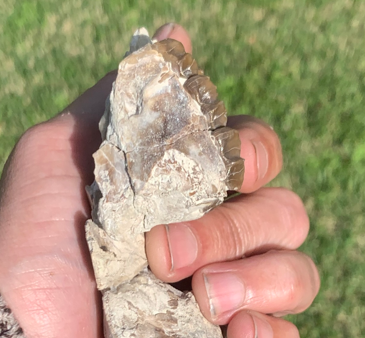 Fossil Horse skull, Mesohippus bairdi White River Badlands