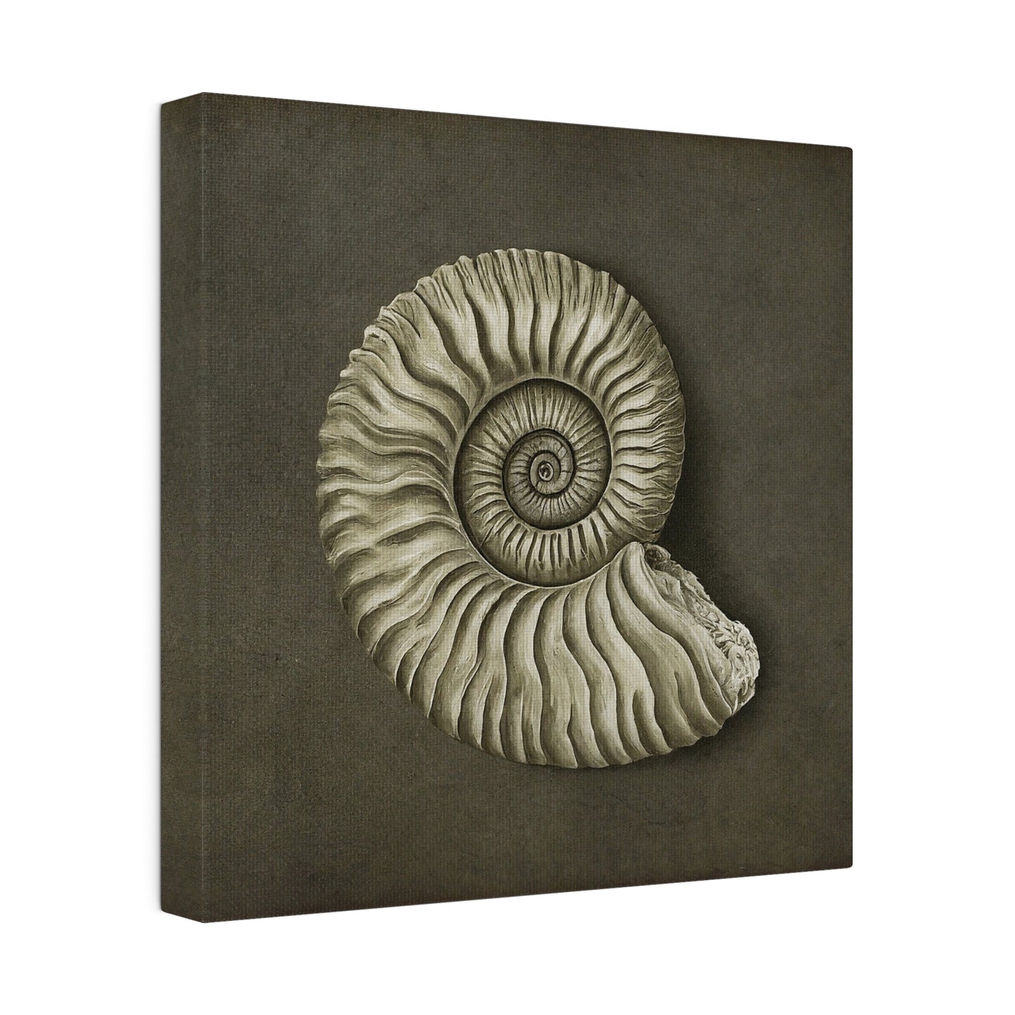 Ammonite Seashell Canvas Print Wall Art Décor, Beach Décor