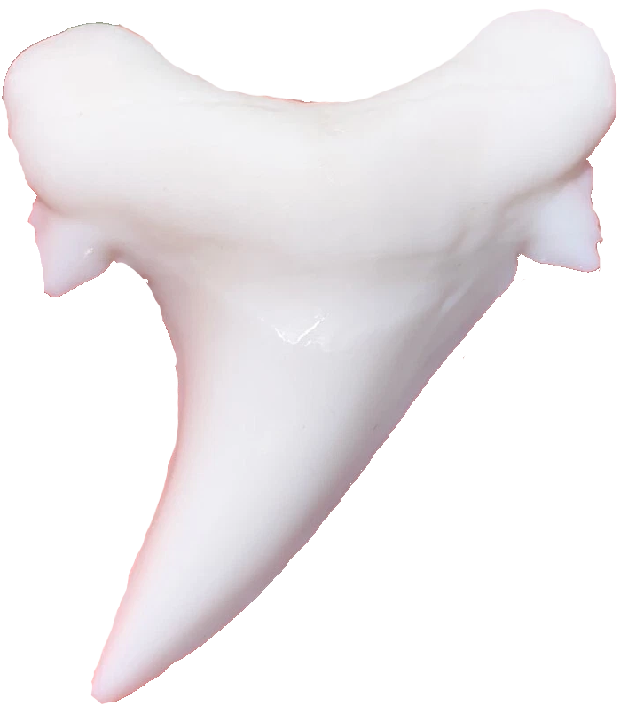 Paint Your Own Megalodon Ancestor (Otodus obliquus) Shark Tooth Replica - DIY Painting Kit for Kids STEM Homeschool Craft Activity