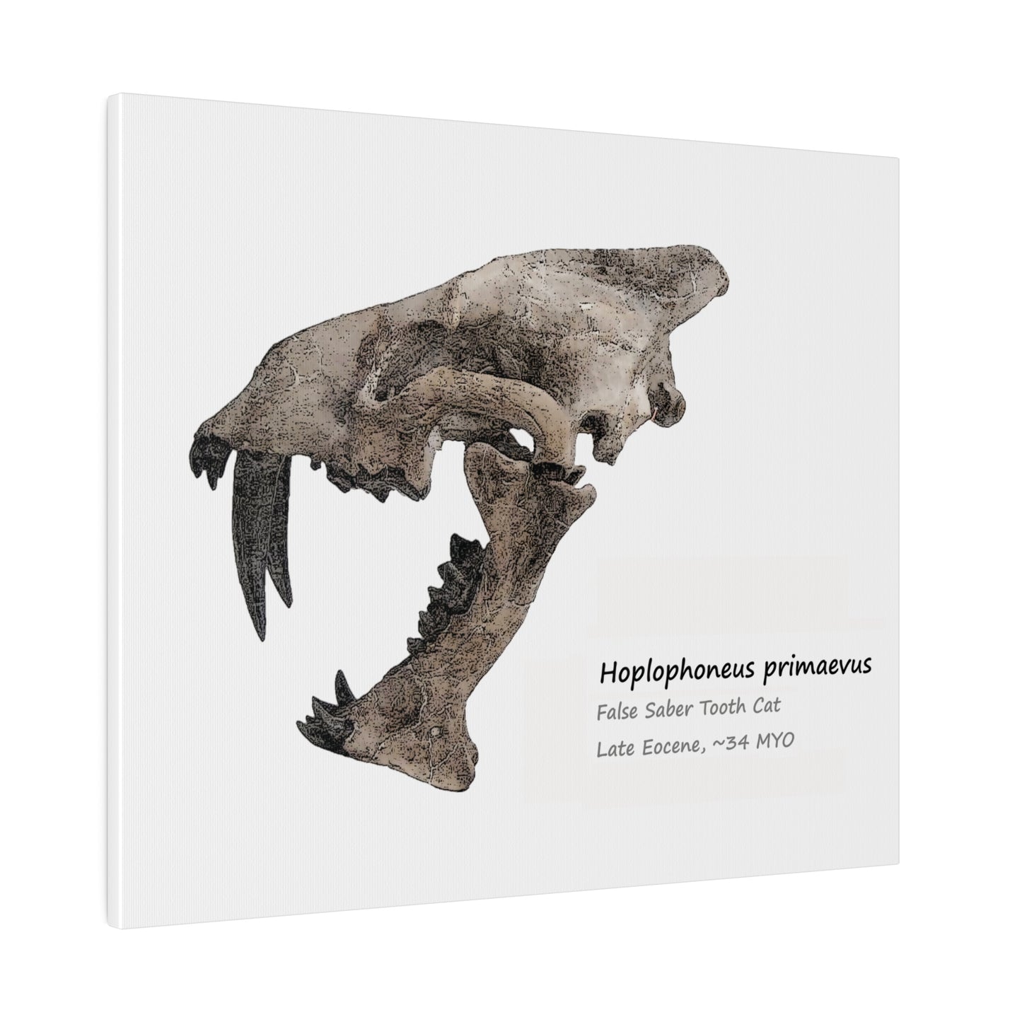 Hoplophoneus Primaevus Saber Cat  Canvas Print Wall Art Décor