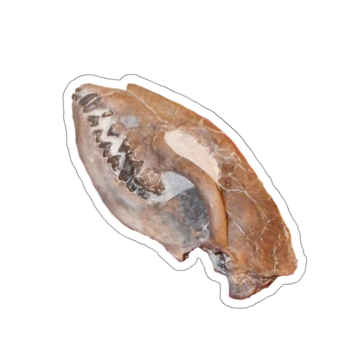 Hesperocyon gregarius - Fossil Dog Skull Sticker