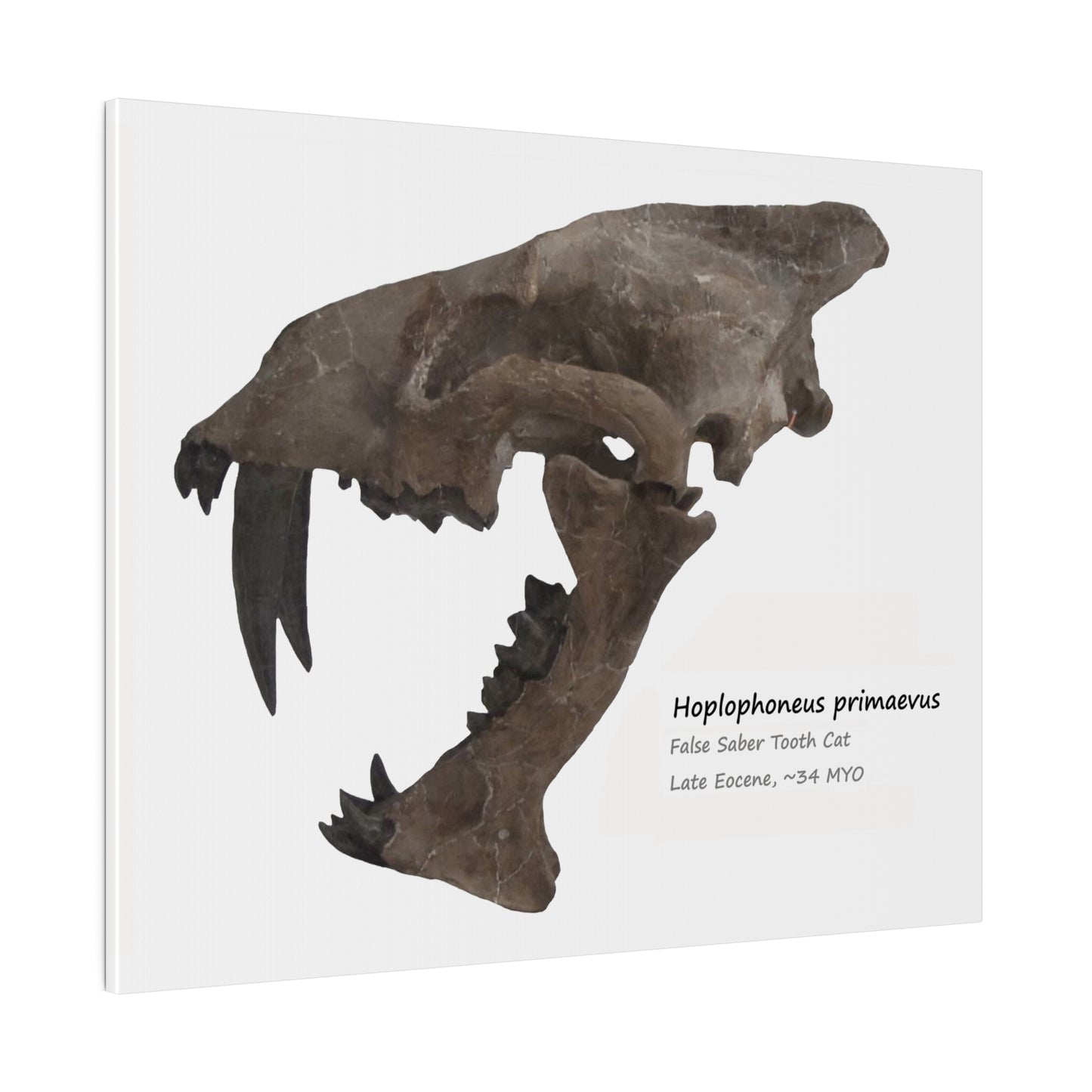 Hoplophoneus Primaevus Saber Cat  Canvas Print Wall Art Décor