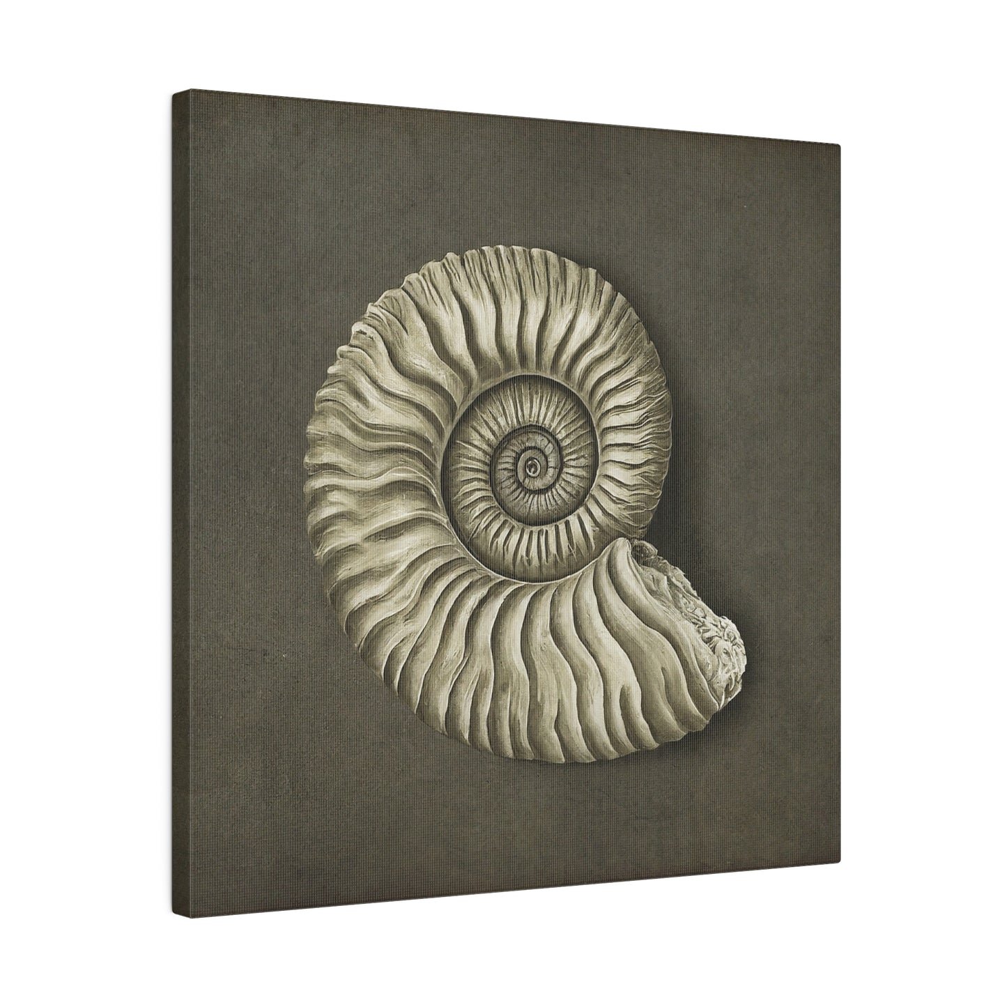 Ammonite Seashell Canvas Print Wall Art Décor, Beach Décor