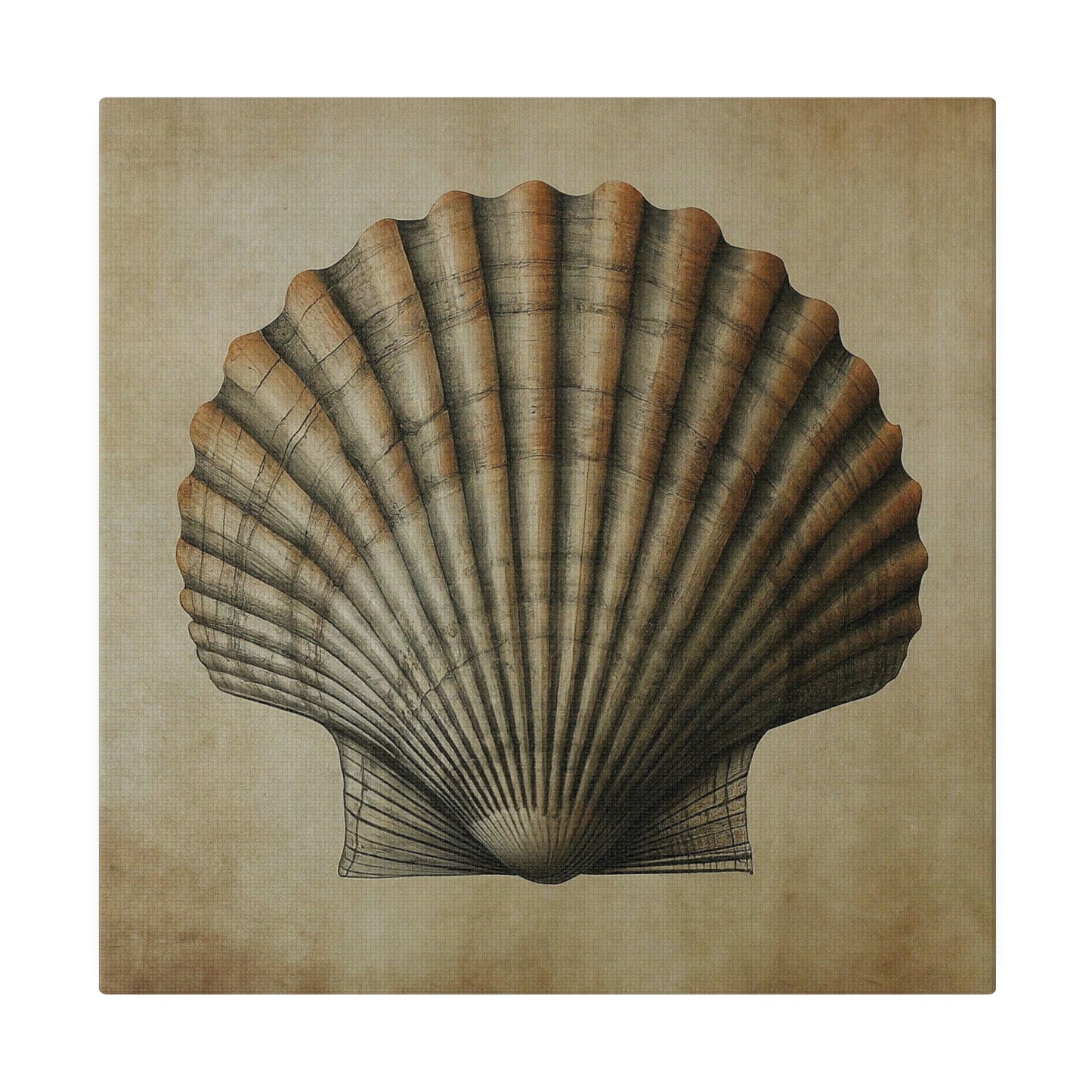 Pectin Seashell Canvas Print Wall Art Décor, Beach Décor