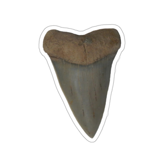 Carcharodon hastalis - Fossil Shark Tooth Sticker