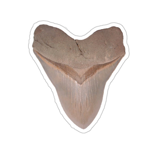 Otodus megalodon Shark Tooth - Sticker