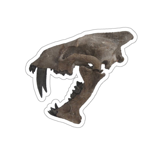 Hoplophoneus primaevus - Saber Cat Skull Sticker