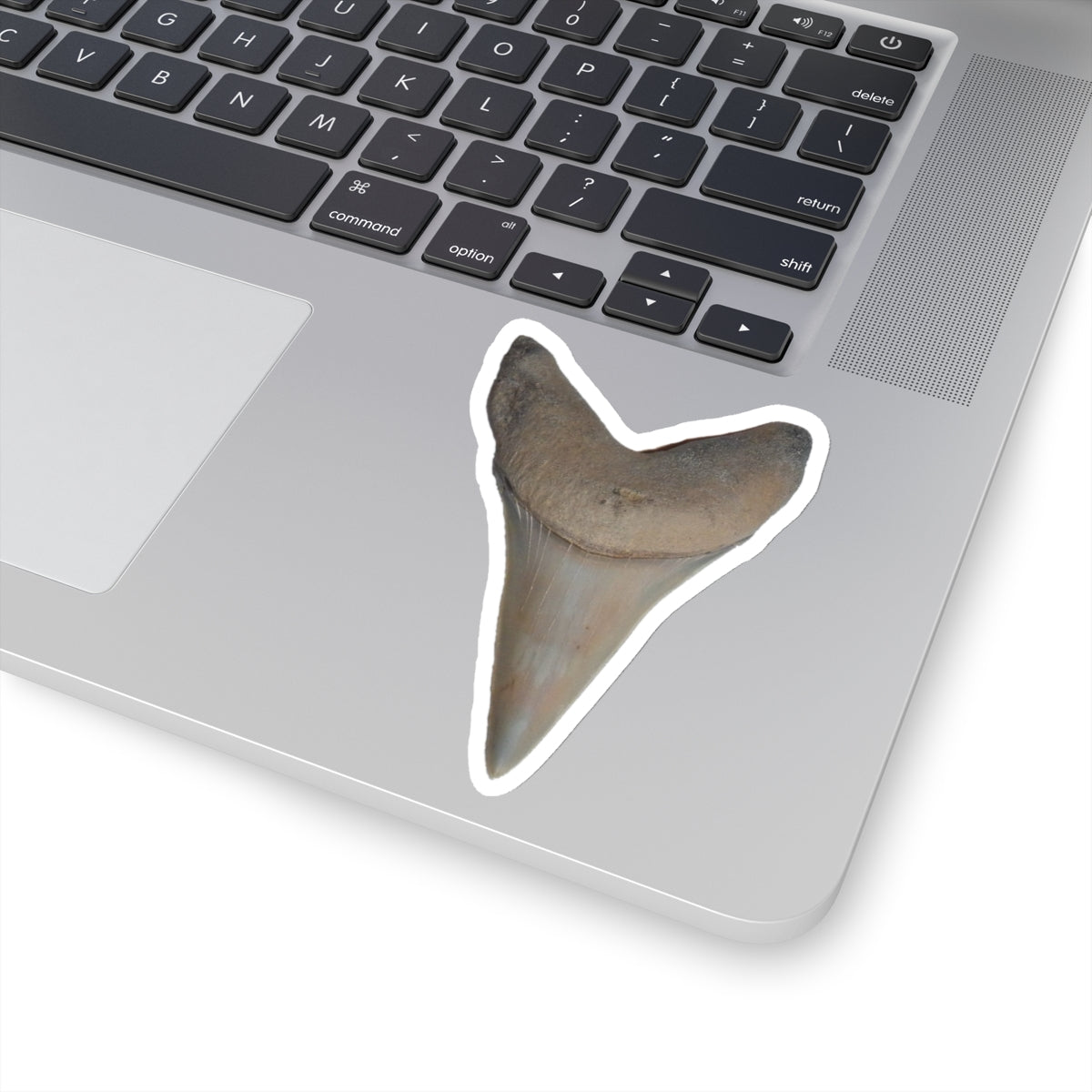 Carcharodon hastalis - Fossil Shark Tooth Sticker