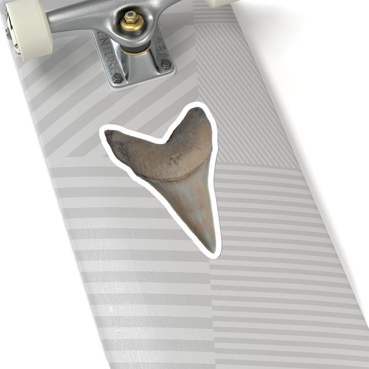 Carcharodon hastalis - Fossil Shark Tooth Sticker