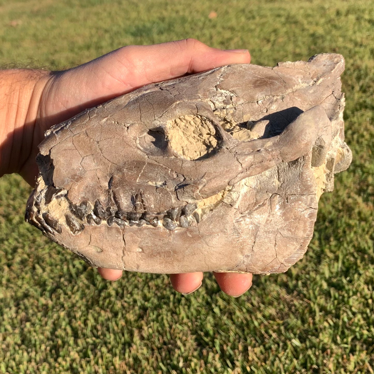 Chocolate Fossil Oreodont Skull, Merycoidodon culbertsoni, White River Badlands