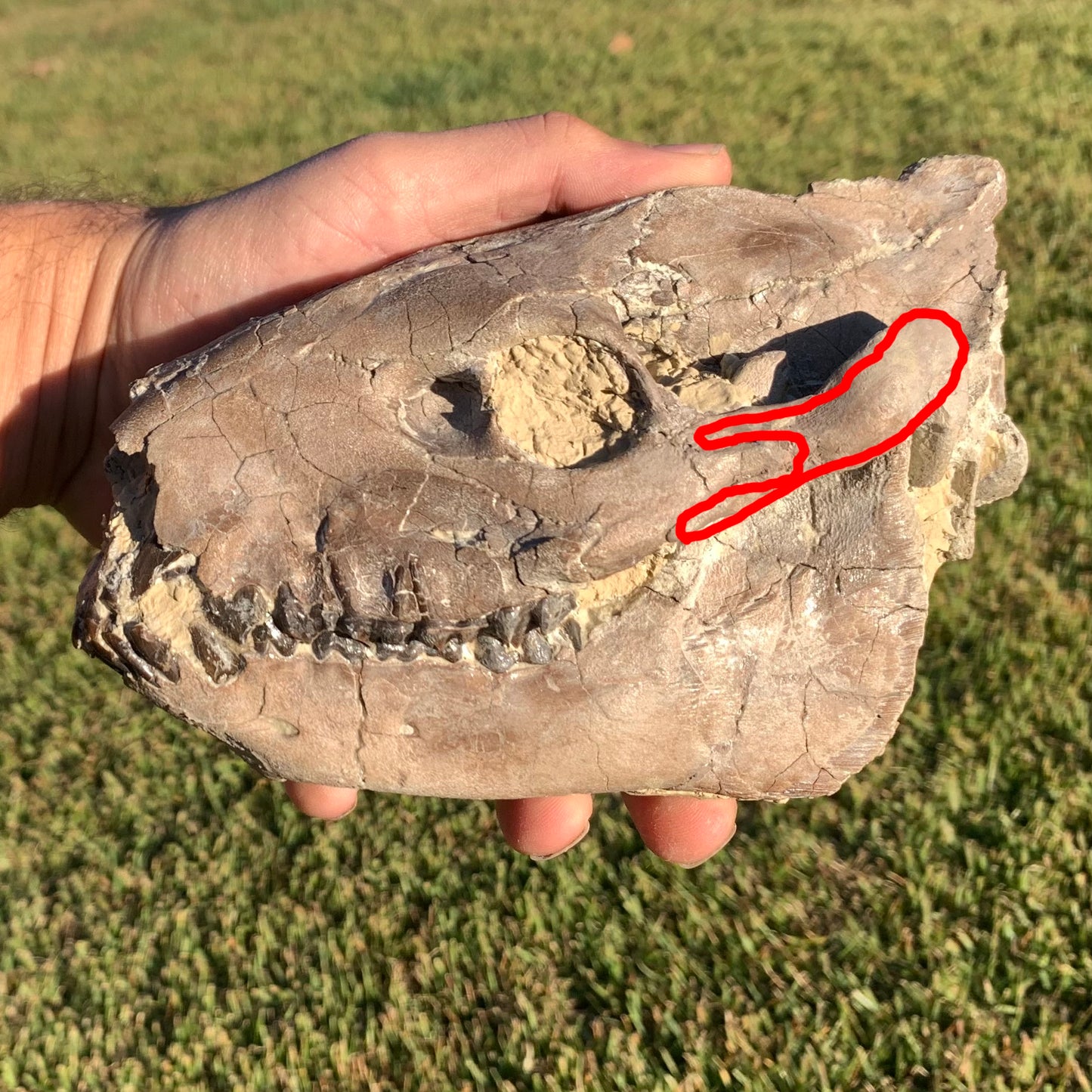 Chocolate Fossil Oreodont Skull, Merycoidodon culbertsoni, White River Badlands