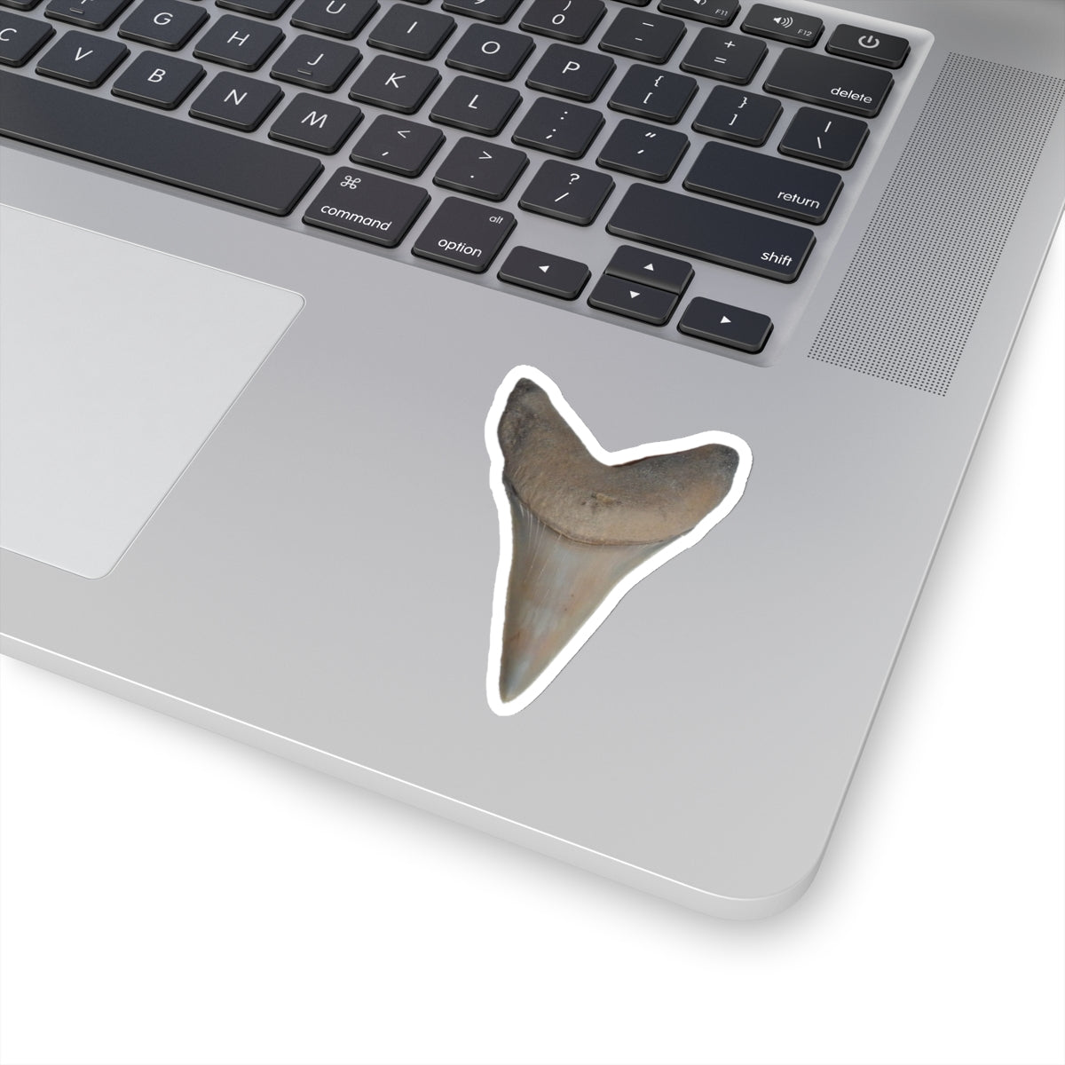 Carcharodon hastalis - Fossil Shark Tooth Sticker