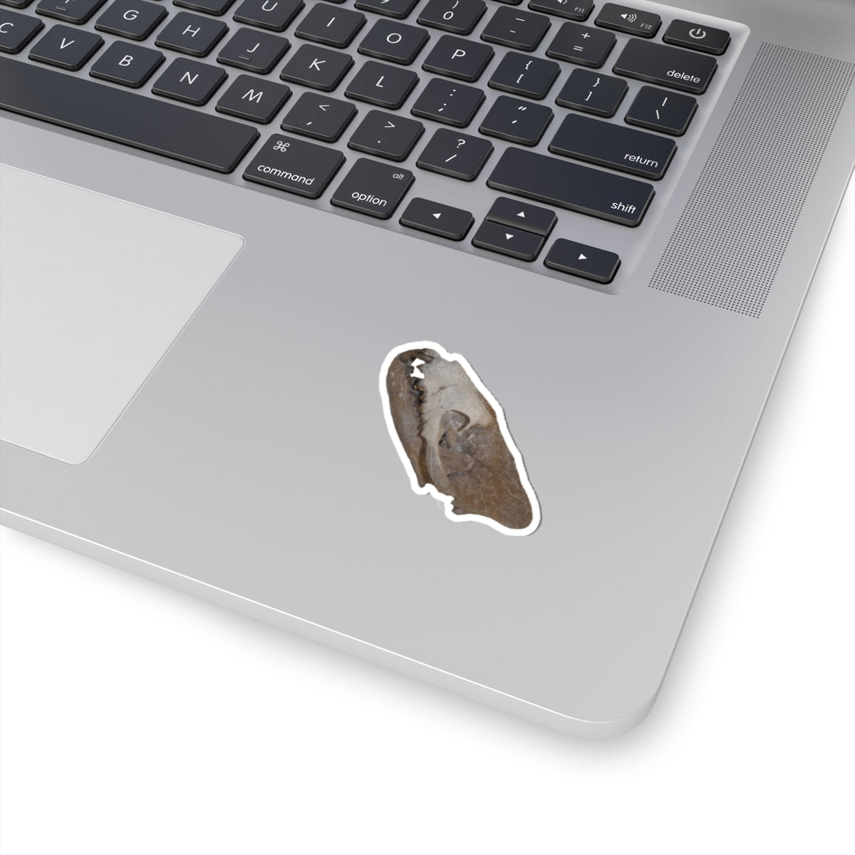 Hyaenodon - Fossil Hyaenodon Skull Sticker