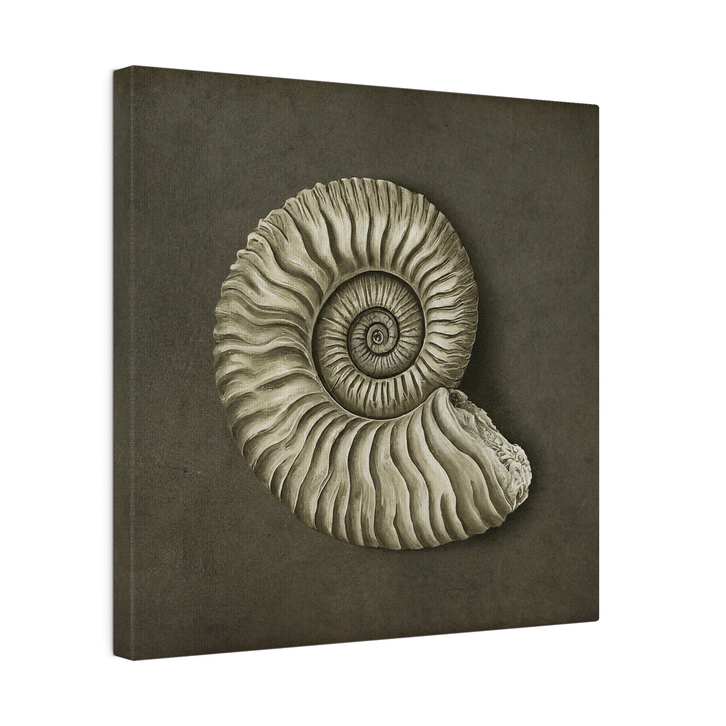 Ammonite Seashell Canvas Print Wall Art Décor, Beach Décor