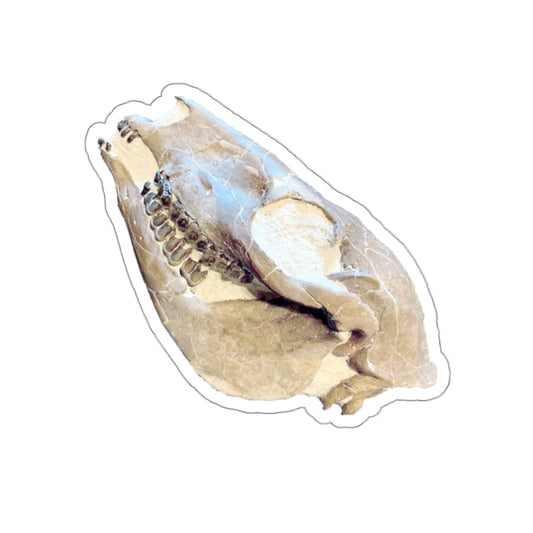 Mesohippus bairdi - Fossil Horse Skull Sticker