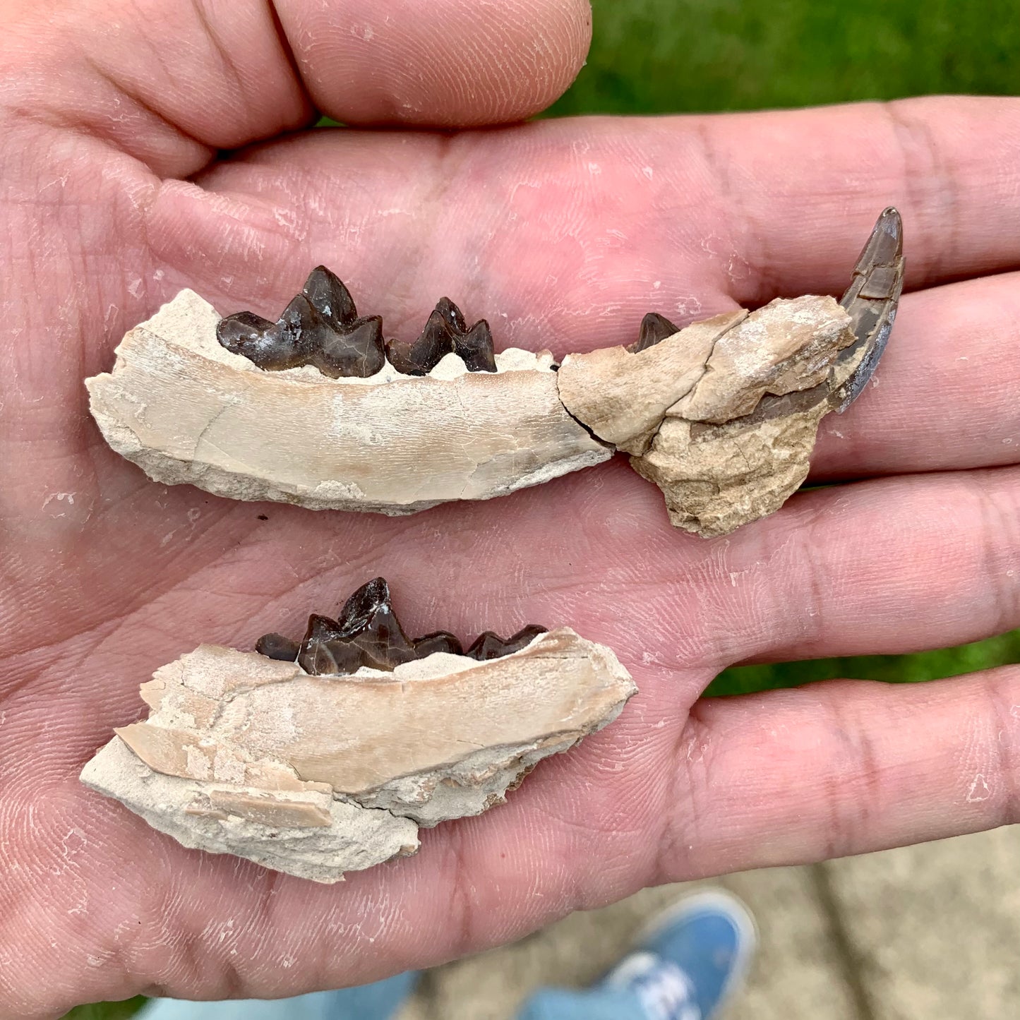 Associated set of Daphoenus lower jaws, brule formation