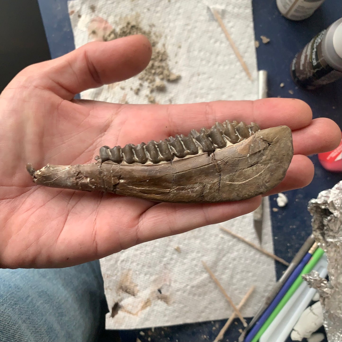 Really Nice Fossil Horse Jaw, Mesohippus