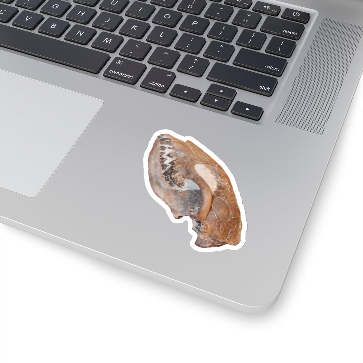 Hesperocyon gregarius - Fossil Dog Skull Sticker