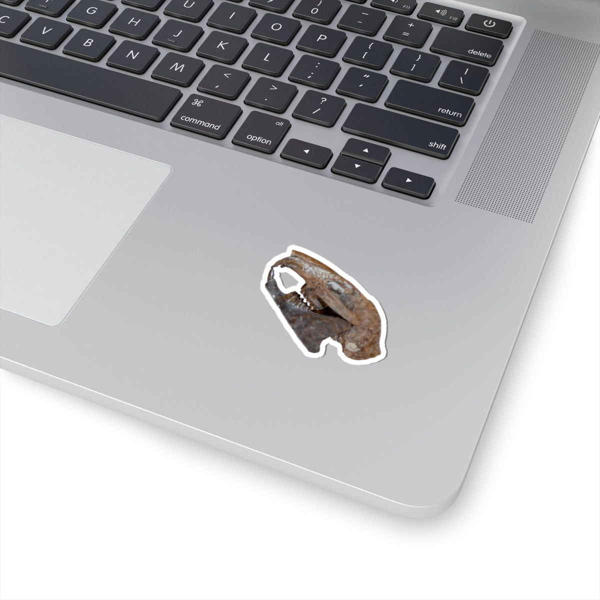 Paleolagus haydeni - Fossil Rabbit Skull Sticker