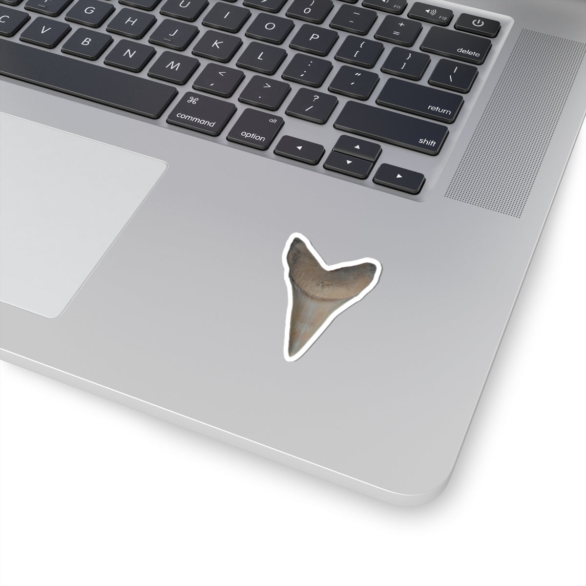 Carcharodon hastalis - Fossil Shark Tooth Sticker