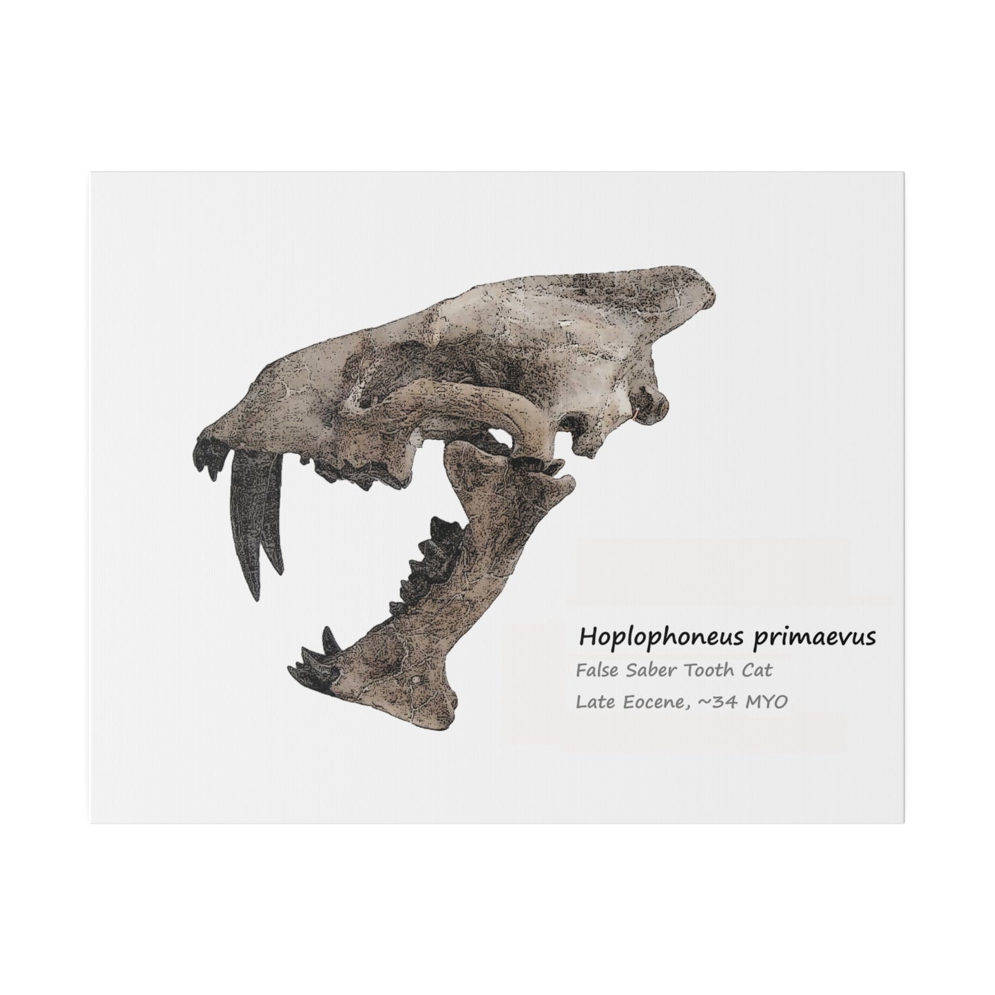 Hoplophoneus Primaevus Saber Cat  Canvas Print Wall Art Décor