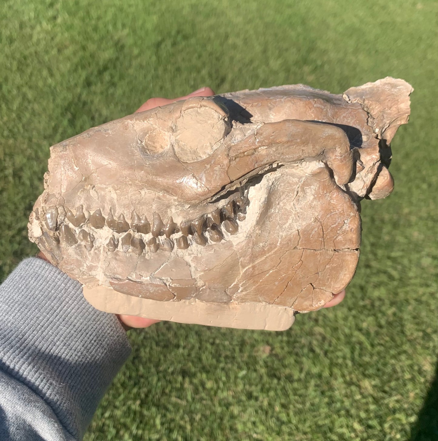 Oreodont skull with stand