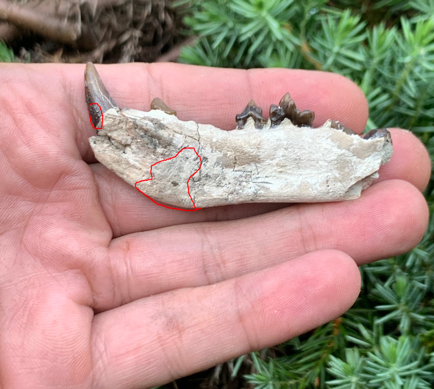 Daphoenus bear dog fossil lower, Chadron Formation