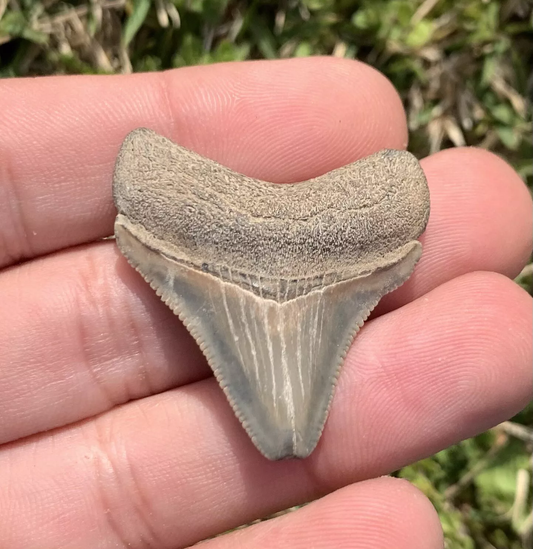 1.5” Otodus Megalodon - Virginia