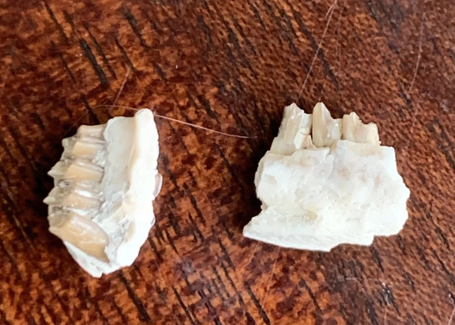 Fossil Rabbit Lower Jaw and Partial Palate, Palaeolagus