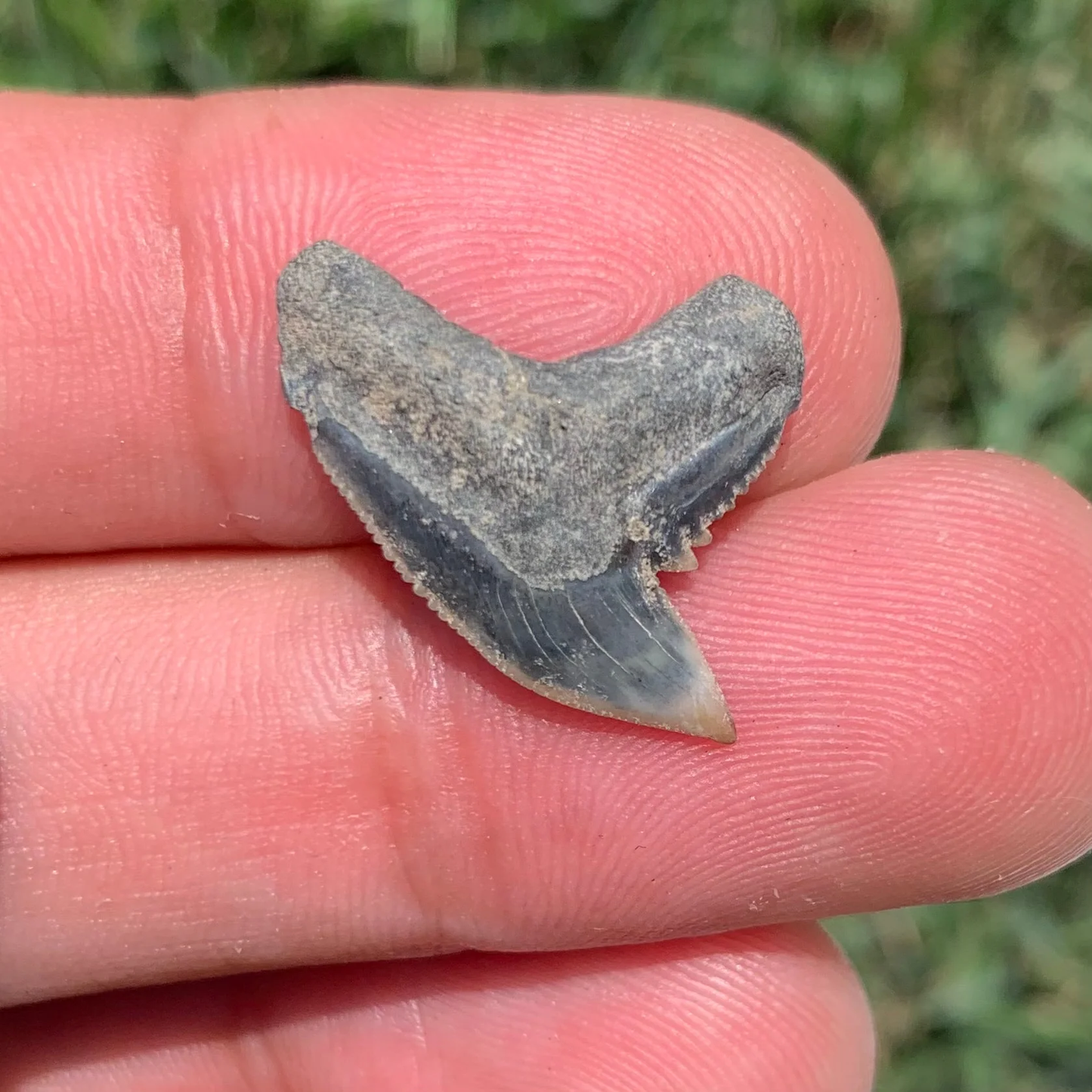 Galeocerdo aduncus tiger shark tooth - Virginia