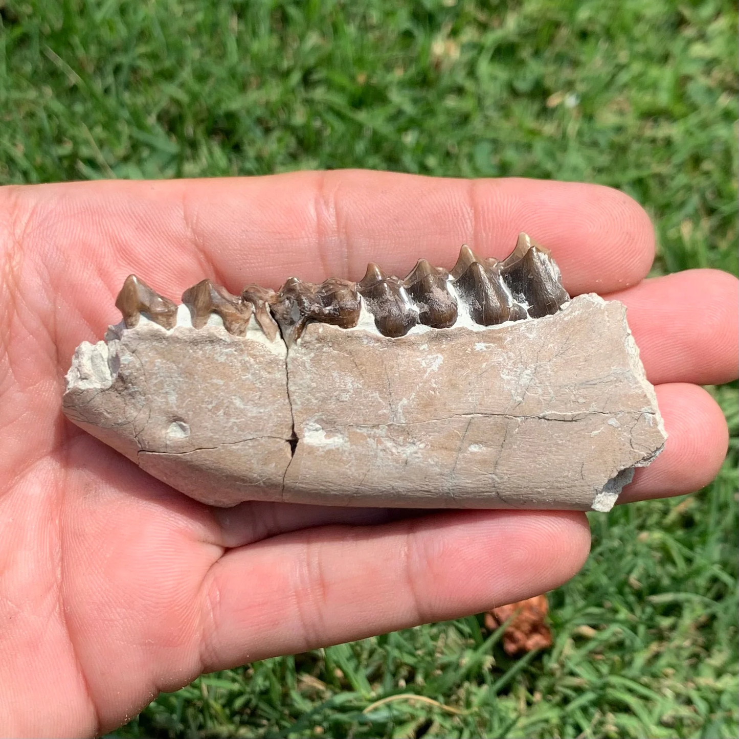 Oreodont Lower Jaw