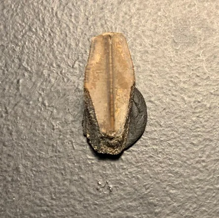 Edmontosaurus Dinosaur Tooth, Hell Creek Formation SD, Hadrosaur, Duck-billed