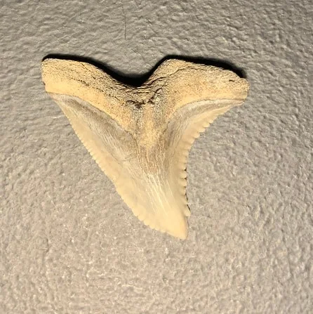 Fossil Hemipristtis serra Upper Jaw Tooth