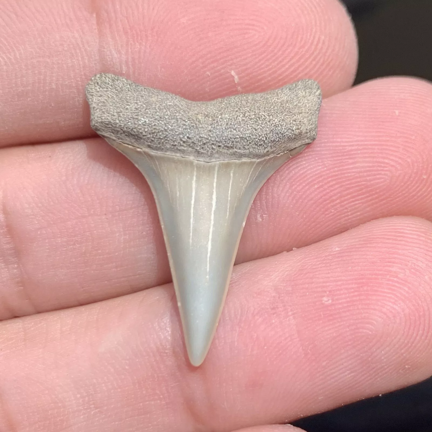 1.18" Carcharodon hastalis - Virginia