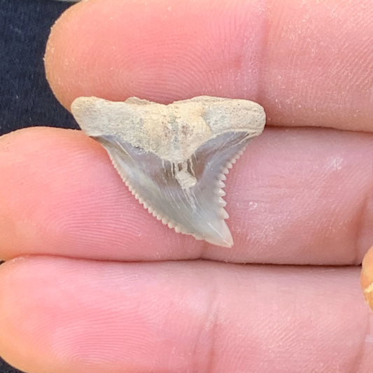 1” Hemipristis serra Shark Tooth - Virginia