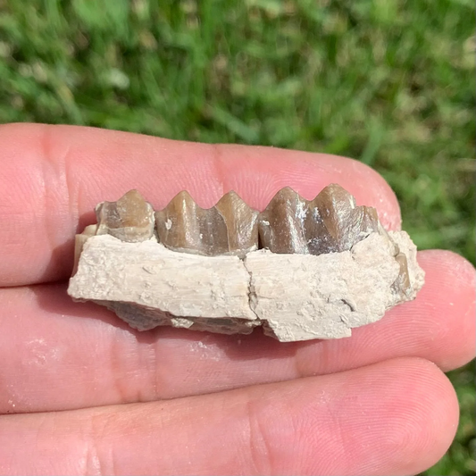 Nice camel jaw section, Poebrotherium